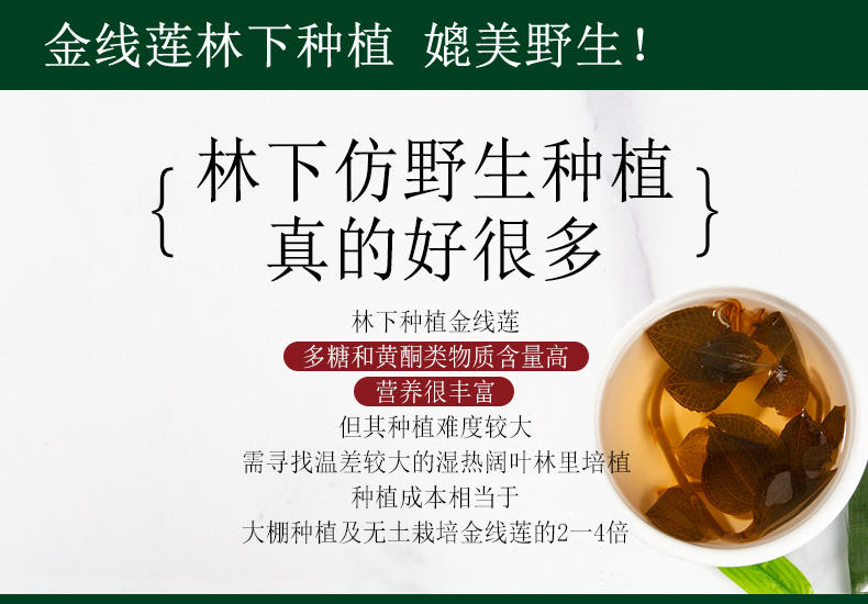 金線蓮林下種植 媲美野生！