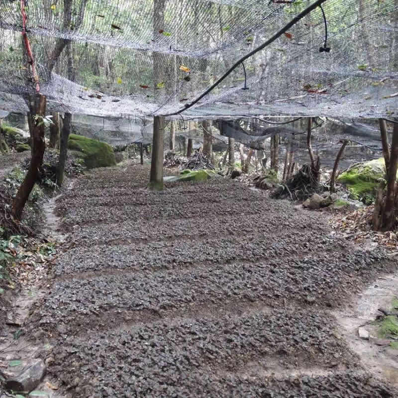 金線(xiàn)蓮、石斛林下種植基地